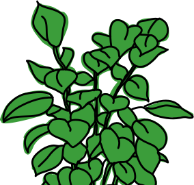 illustration of a plant