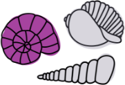 shells
